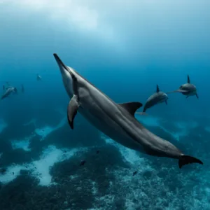 Two divers exploring vibrant coral reefs in Kona