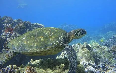 Snorkelers exploring vibrant coral reefs on deluxe tour