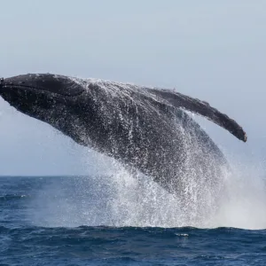 Whale breaching near boat during two hour watch tour