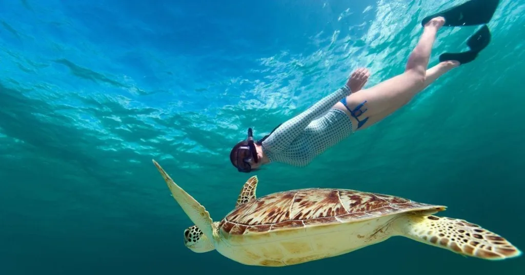 Snorkeling with turtles during two hour Waikiki tour