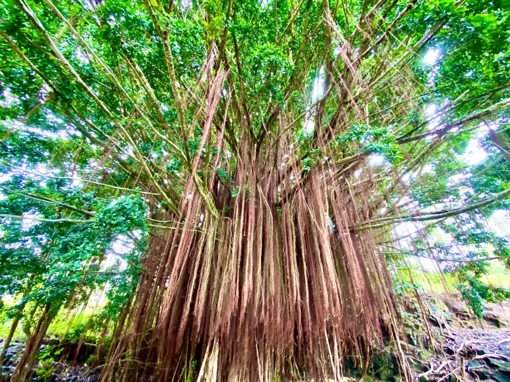 Luxury charter boat tour around the island