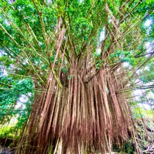 Luxury charter boat tour around the island