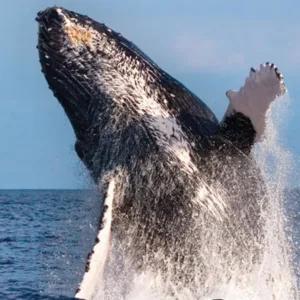 Whale watching boat cruising along Kohala Coast