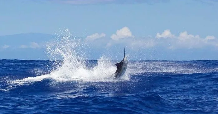 Group enjoying a fishing charter near Kauai island