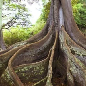 Guided tour group walking through lush Allerton Gardens