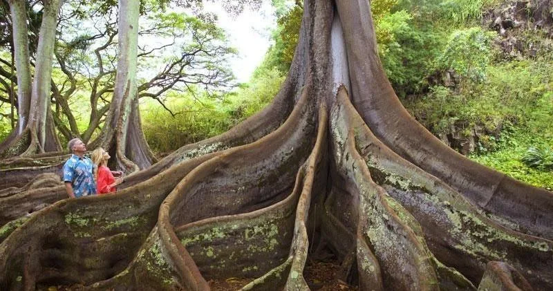 Guided tour group walking through lush Allerton Gardens