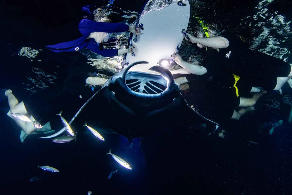 Diver swimming with manta rays during night snorkeling tour