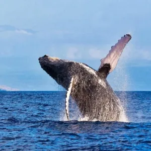 Whale breaching near Kona coastline waters
