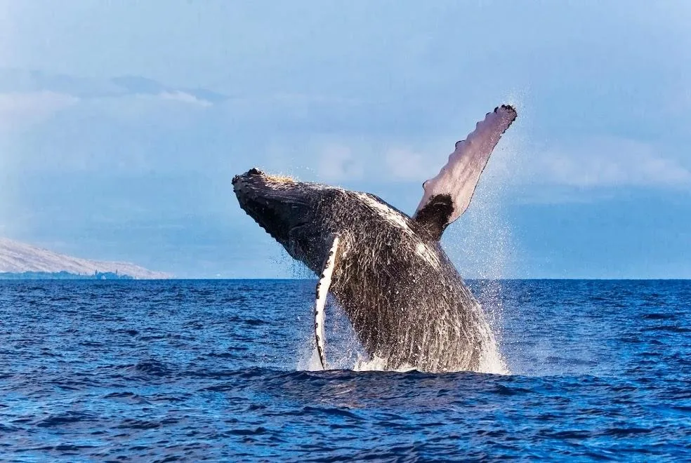 Whale breaching near Kona coastline waters