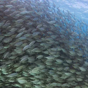 Coastal snorkeling tour discovering marine life near Kona