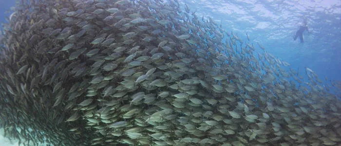 Coastal snorkeling tour discovering marine life near Kona