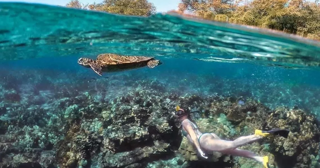 Snorkelers enjoying vibrant coral reefs in Pawai Bay
