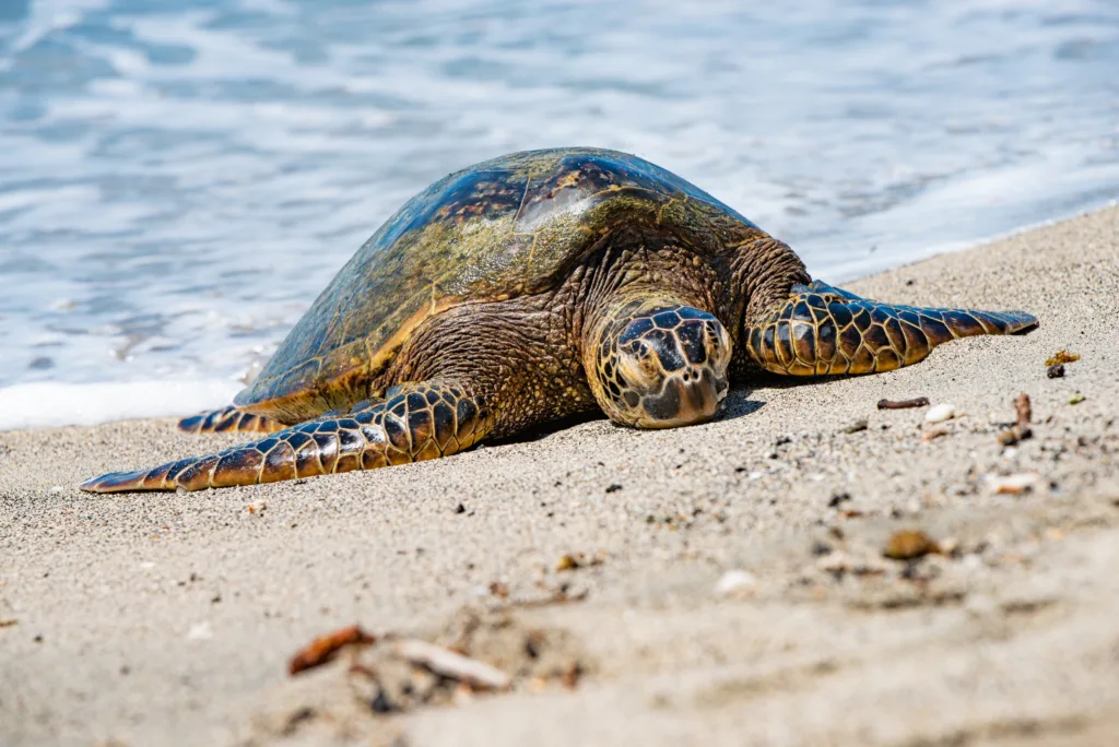 Tourists enjoying sights and local food on circle island trip