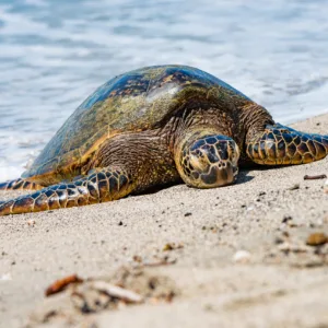 Tourists enjoying sights and local food on circle island trip