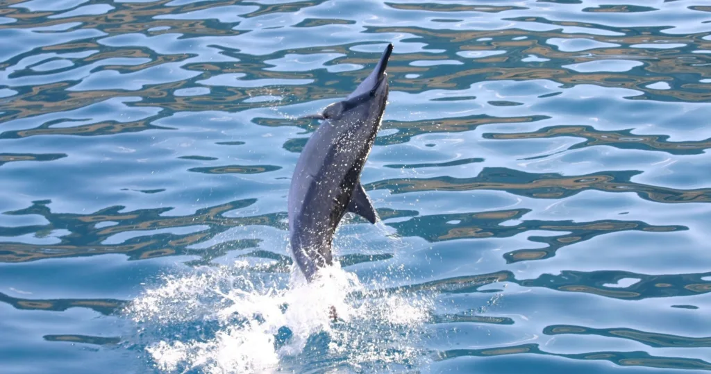 Snorkeling tour to swim alongside dolphins in Oahu