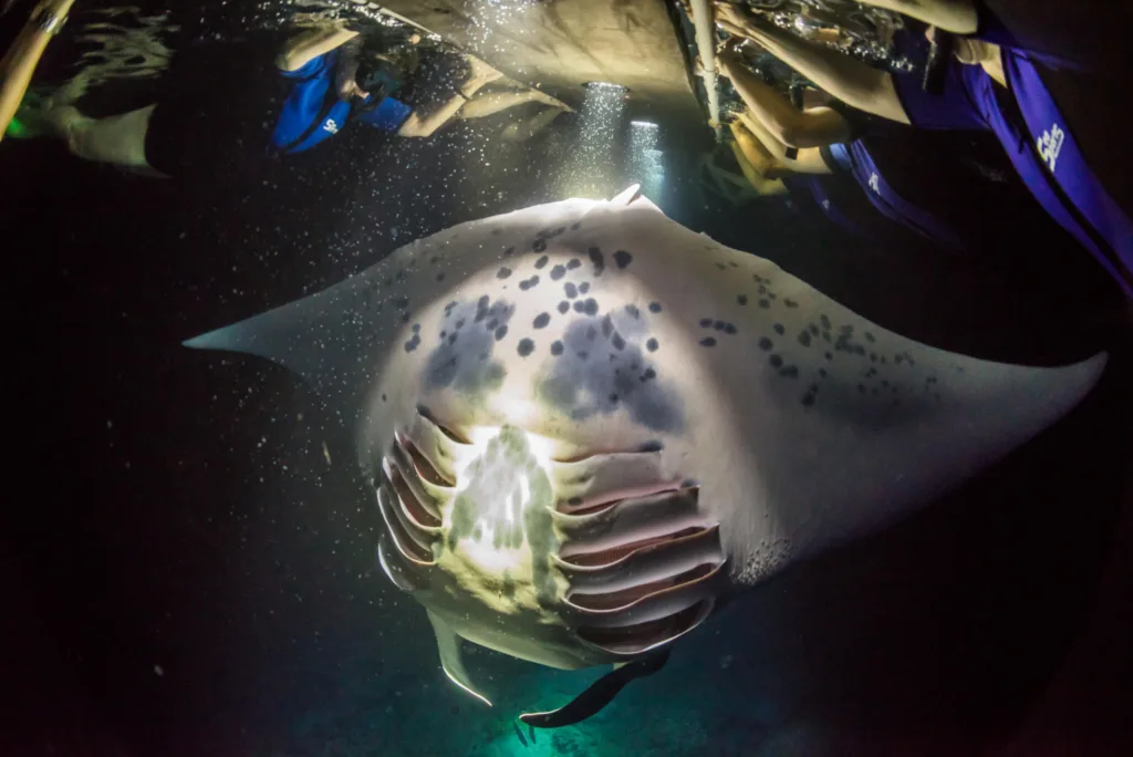 Nighttime manta ray snorkeling experience under stars