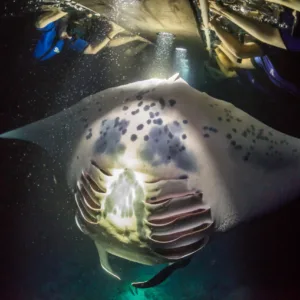 Nighttime manta ray snorkeling experience under stars