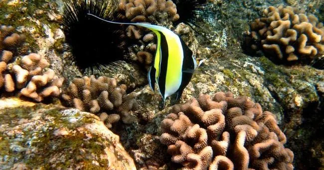 Deluxe morning scuba diving adventure in Kona Big Island