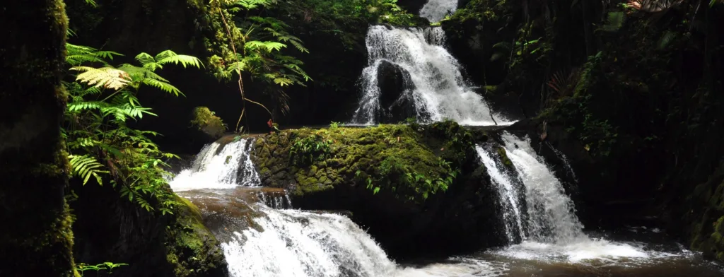Hikers trekking through tropical trails on the Big Island