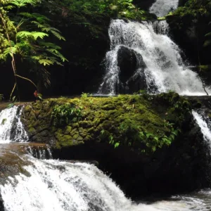 Hikers trekking through tropical trails on the Big Island