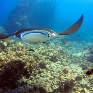 Morning scuba dive with two tank sessions