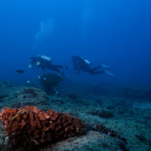 Scuba diver exploring reef during twilight on Kauai