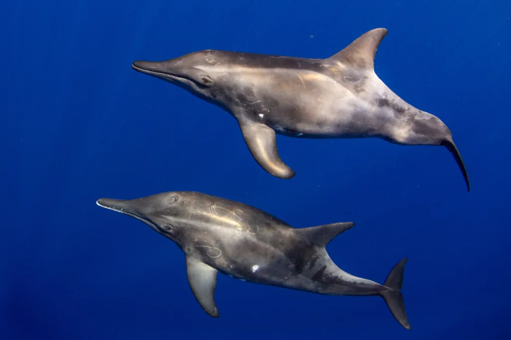 Ocean safari boat cruising through calm blue waters