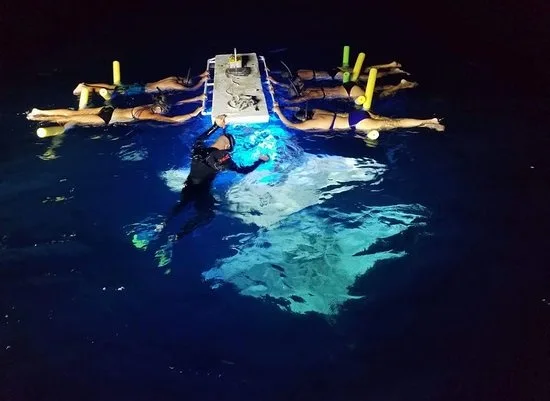 Night snorkeling with manta rays in Kona waters