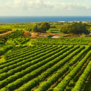 Visitors enjoying a guided tour of Kauai Coffee farm