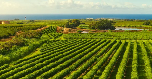 Visitors enjoying a guided tour of Kauai Coffee farm