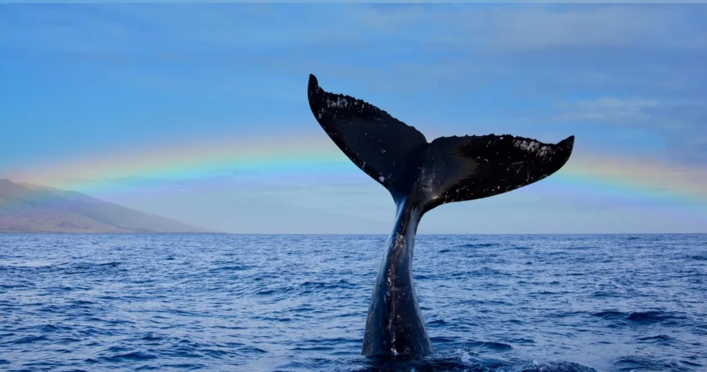 Exclusive tour to watch whales in Oahu waters