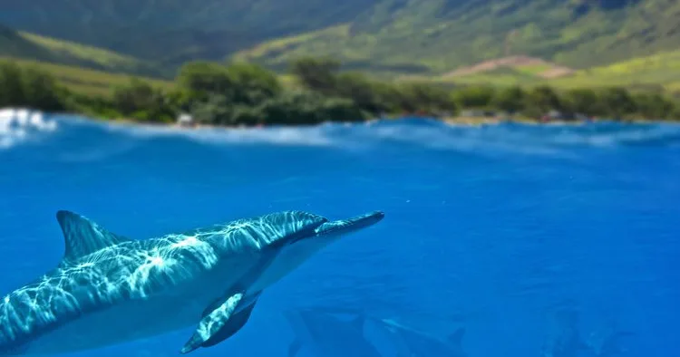 Exploring vibrant underwater life during Oahu scuba dive