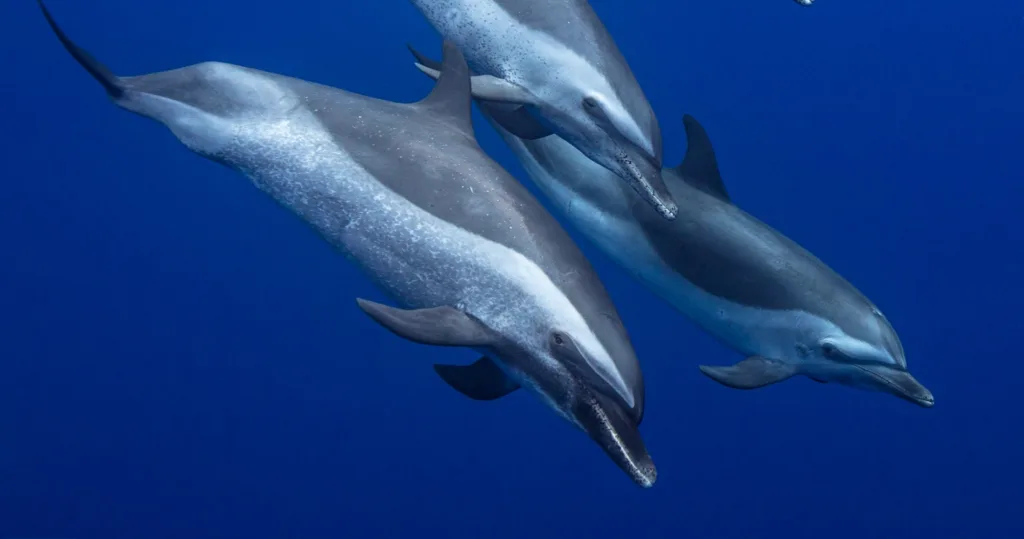 Group enjoying a dolphin excursion in clear waters