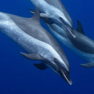 Group enjoying a dolphin excursion in clear waters