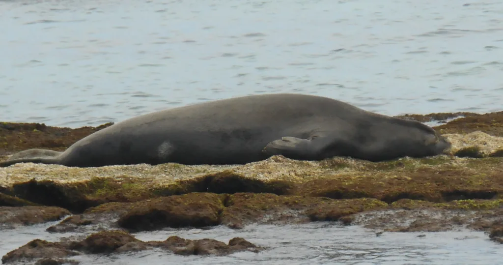 Sandy beach with gentle waves on Leeward coast