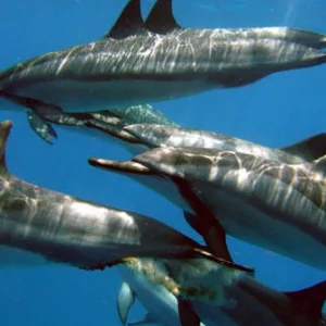 Early morning dolphin watching tour with calm ocean waters