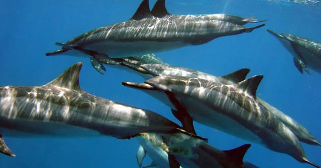 Early morning dolphin watching tour with calm ocean waters