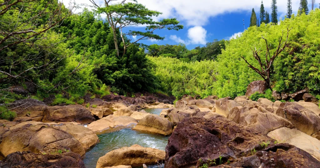 Trekking through bamboo forests on Haleakala Maui small group tour