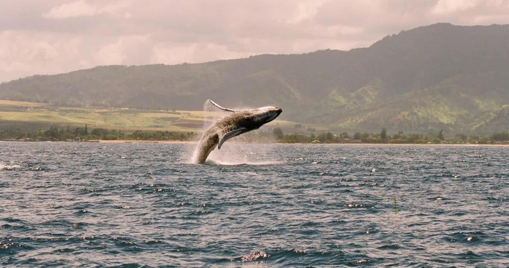 Early morning whale watching tour with expert guides