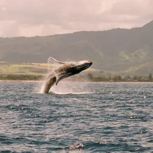 Early morning whale watching tour with expert guides
