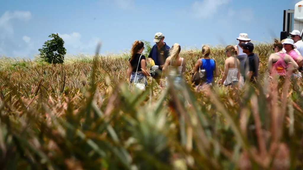 Fresh pineapples displayed during Maui island fruit tour