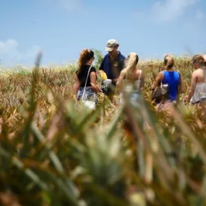 Fresh pineapples displayed during Maui island fruit tour