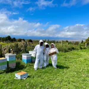 Hands-on workshop with honey bees in natural environment