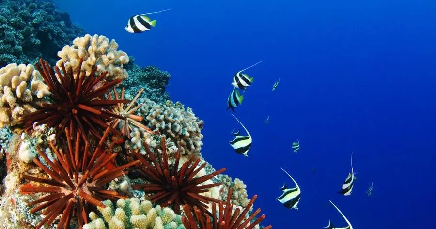 Beginner friendly discover scuba diving experience