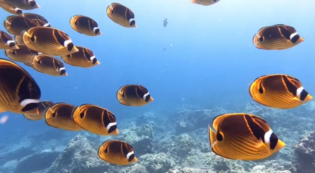 Scuba diver exploring vibrant coral reefs underwater