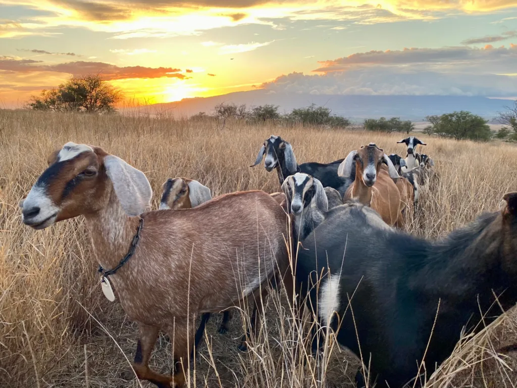 Visitors tasting fresh produce on farm to spoon tour