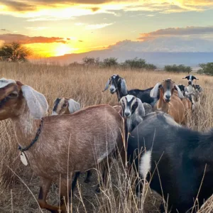 Visitors tasting fresh produce on farm to spoon tour