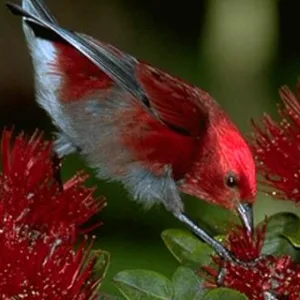 Birdwatchers observing rare species in Hakalau Forest Reserve