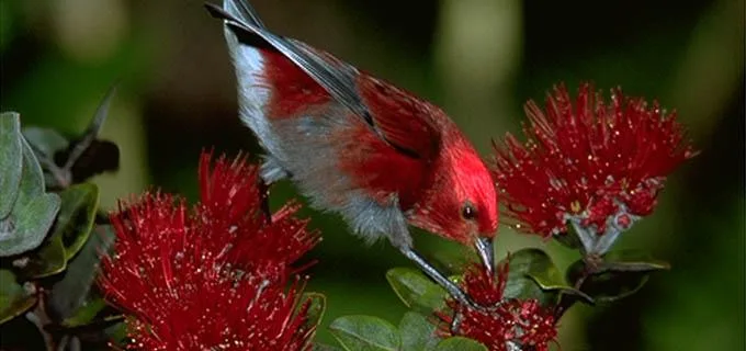 Birdwatchers observing rare species in Hakalau Forest Reserve