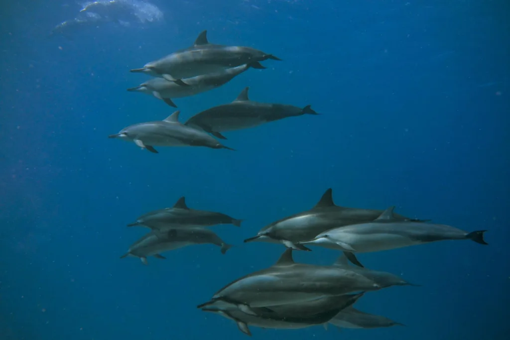 People enjoying beginner dive at Electric Beach